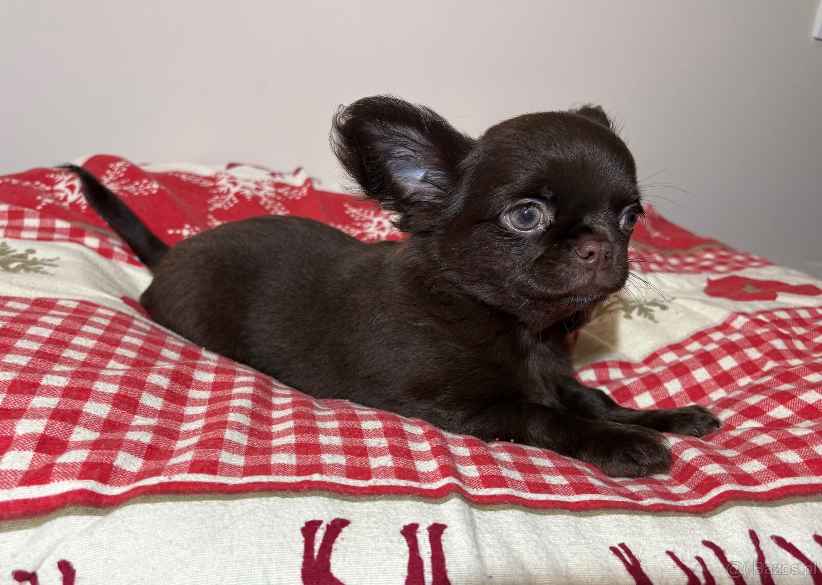 Chihuahua długowłosy czekoladowy - 3