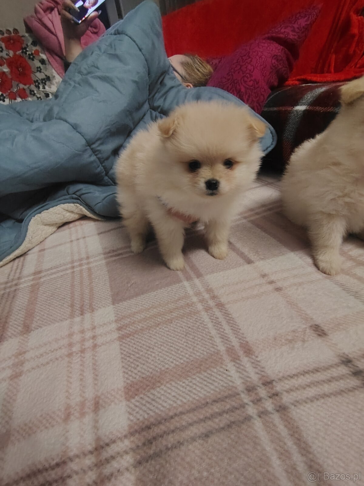 Sprzedam piesków rasy szpic - 3