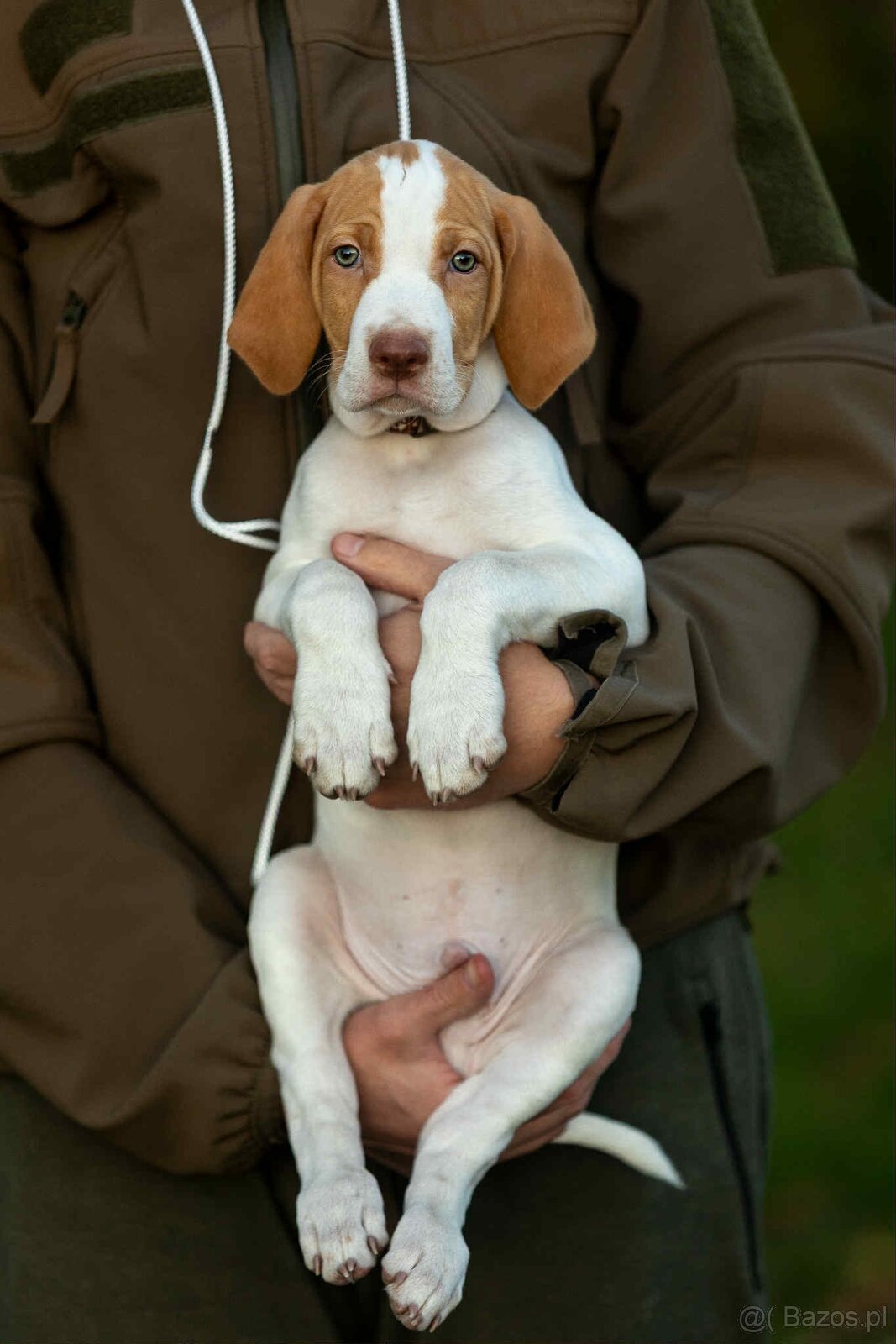 Braque saint-germain - 3