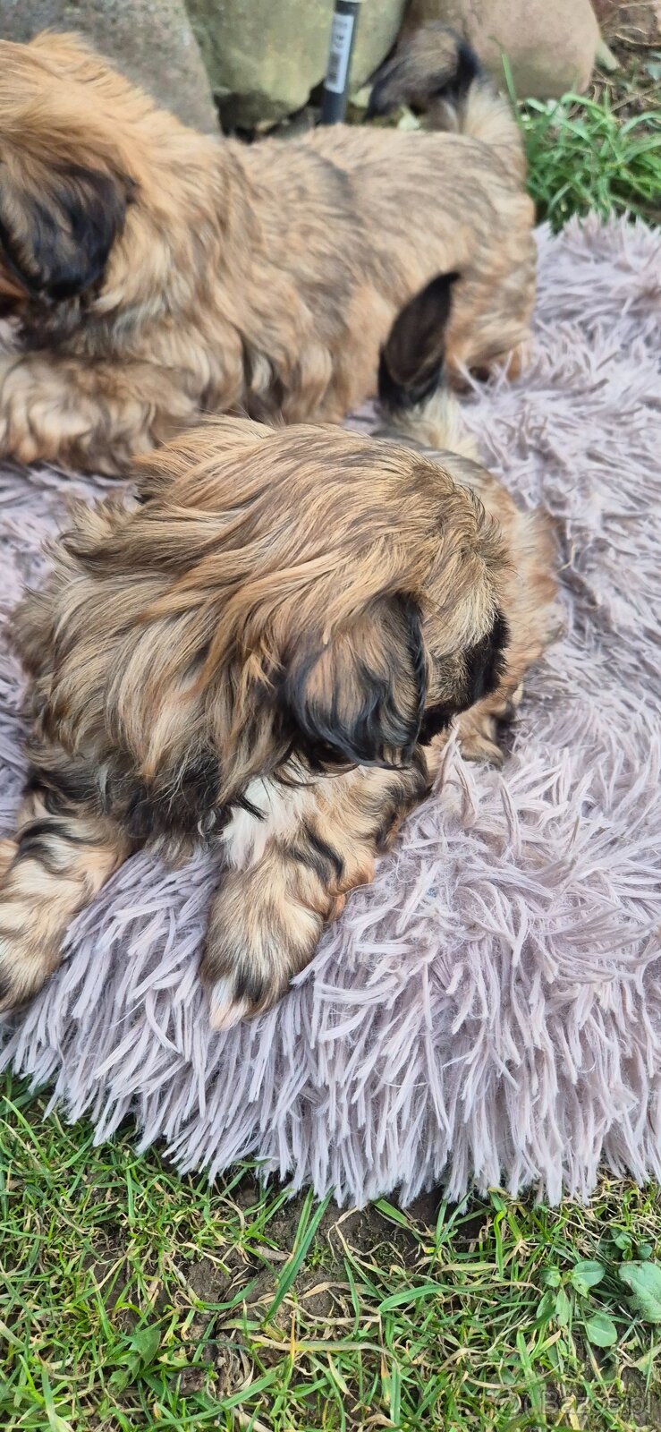 Shih tzu szuka domku - 3