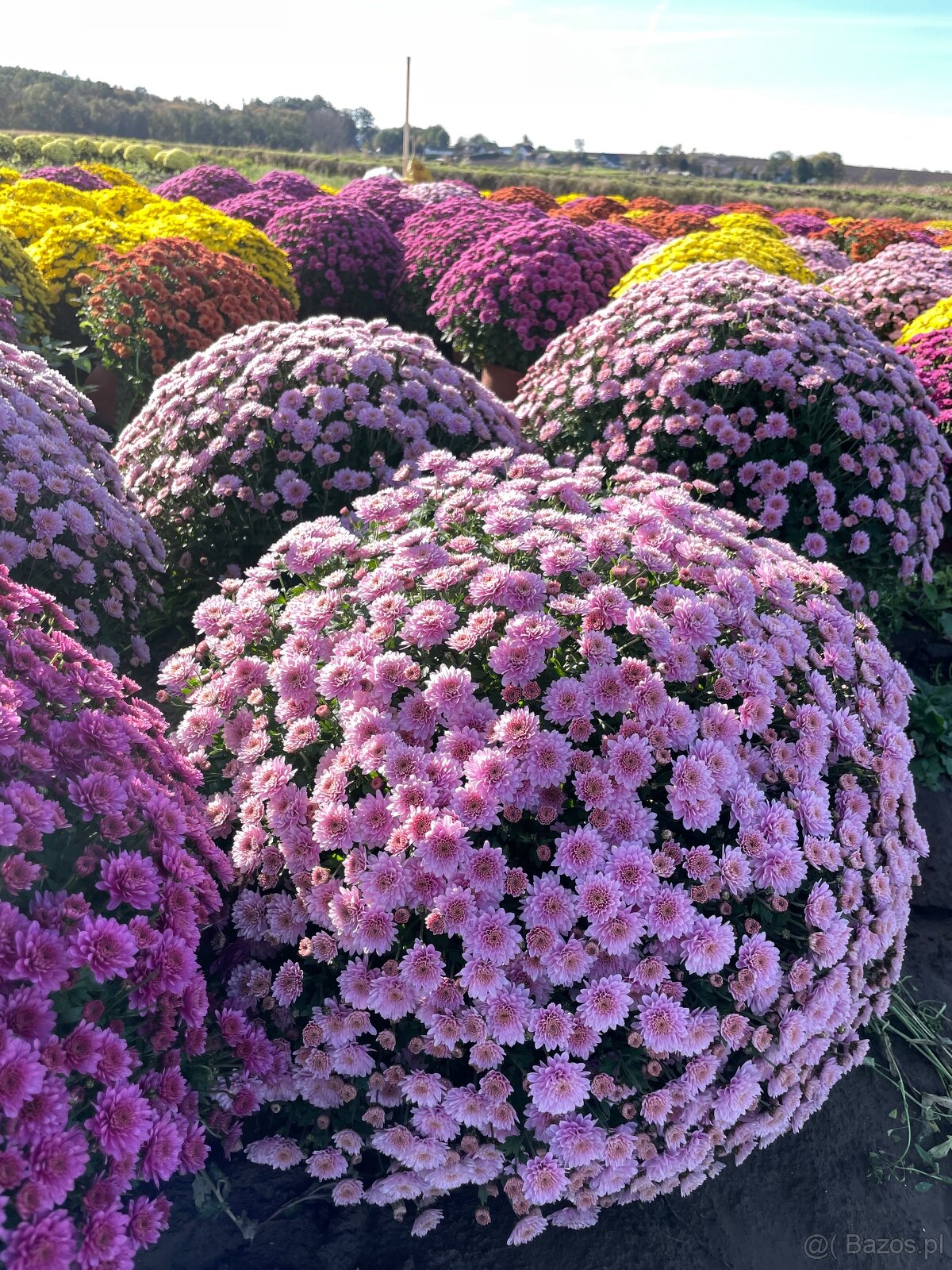 Sprzedam chryzantemy - 3