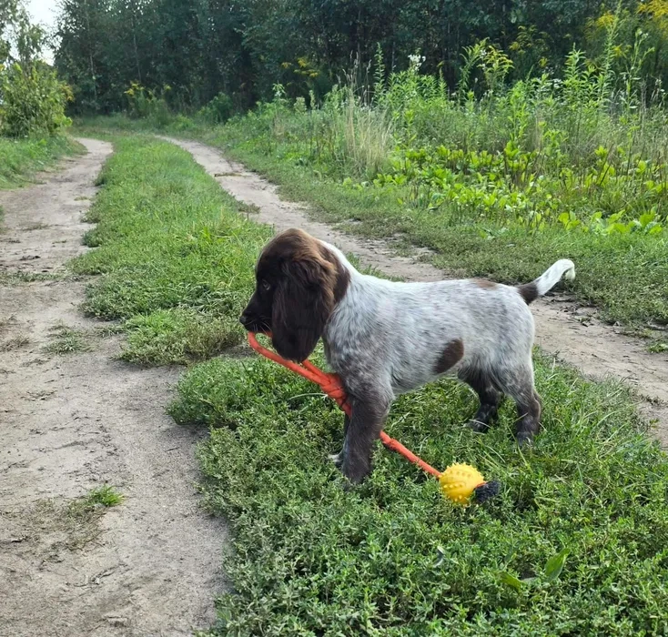 Polski Spaniel Mysliwski - 3