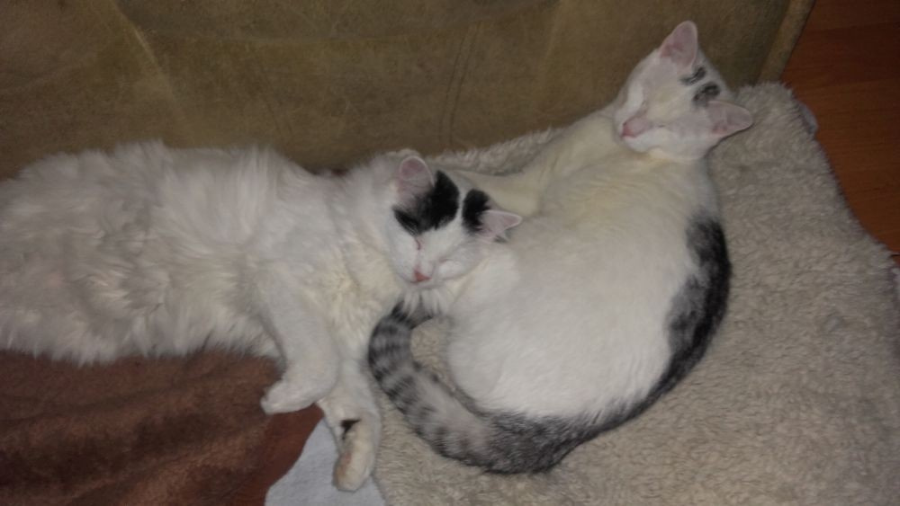 Kociaki słodsze od cukru - 3