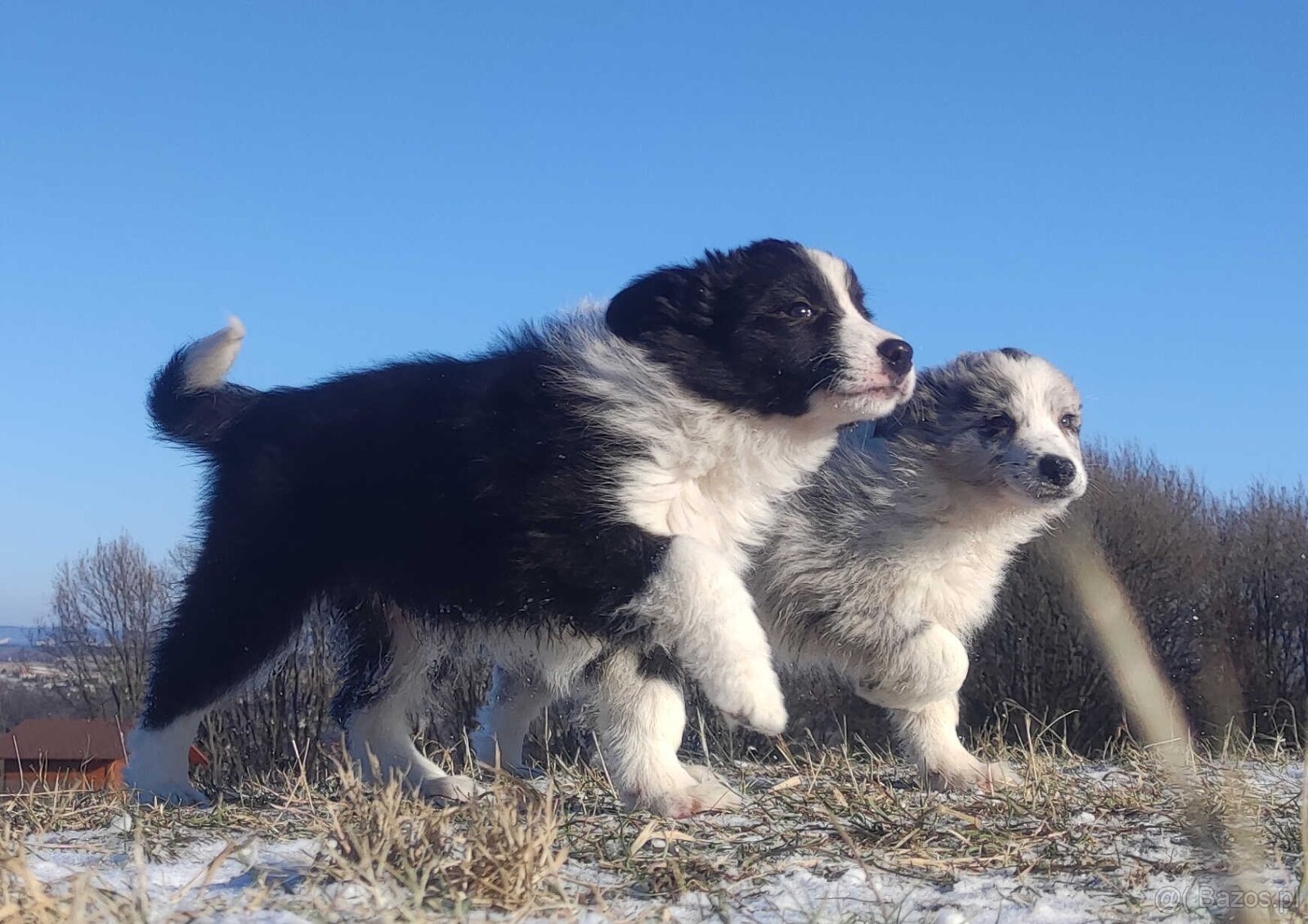 Rasowa Suczka BORDER COLLIE z Hodowli - Szczenię z pełną dok - 3