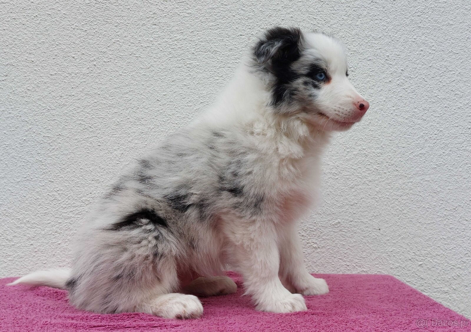 Rasowy pies bluemerle Border Collie z pełną dok. przebadani - 3