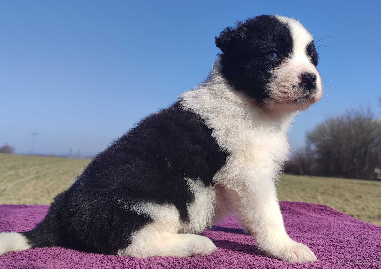 Rasowy Pies Border Collie - TONY z pełną dok. z hodowli do r - 3