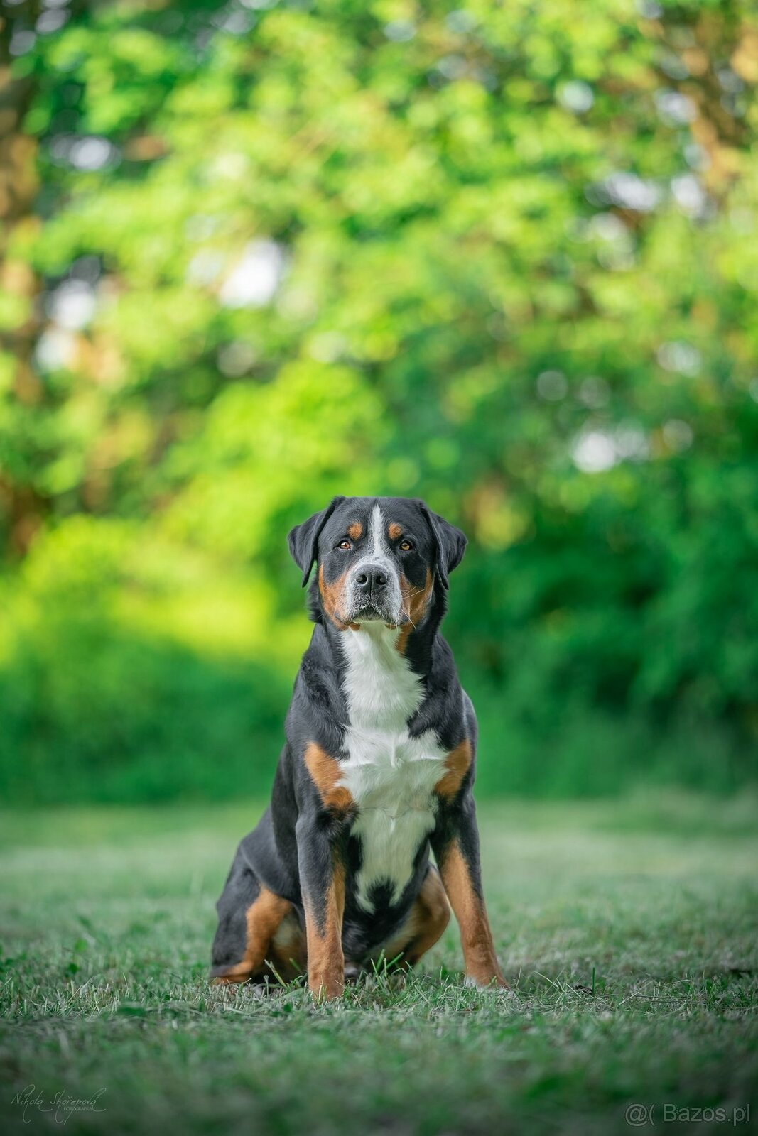 Duży szwajcarski pies pasterski – rezerwacja szczeniąt (FCI) - 3