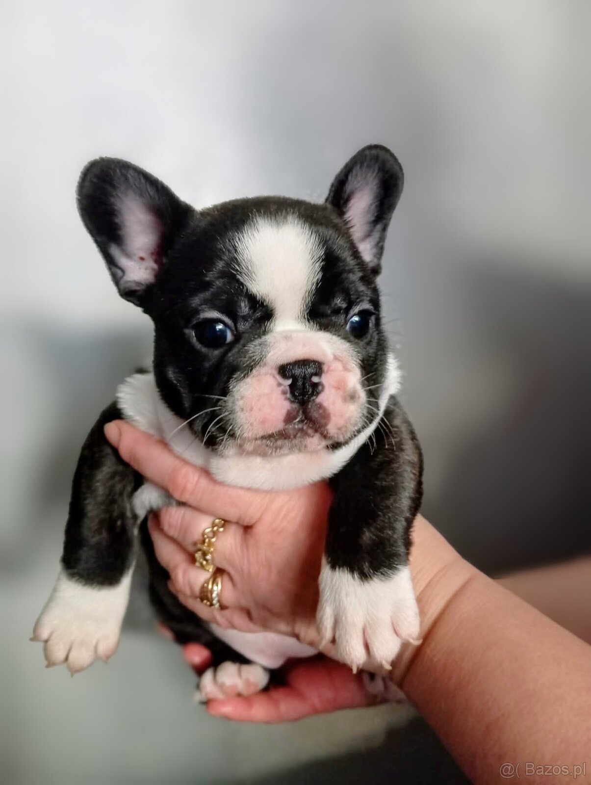 Buldog francuski - 3