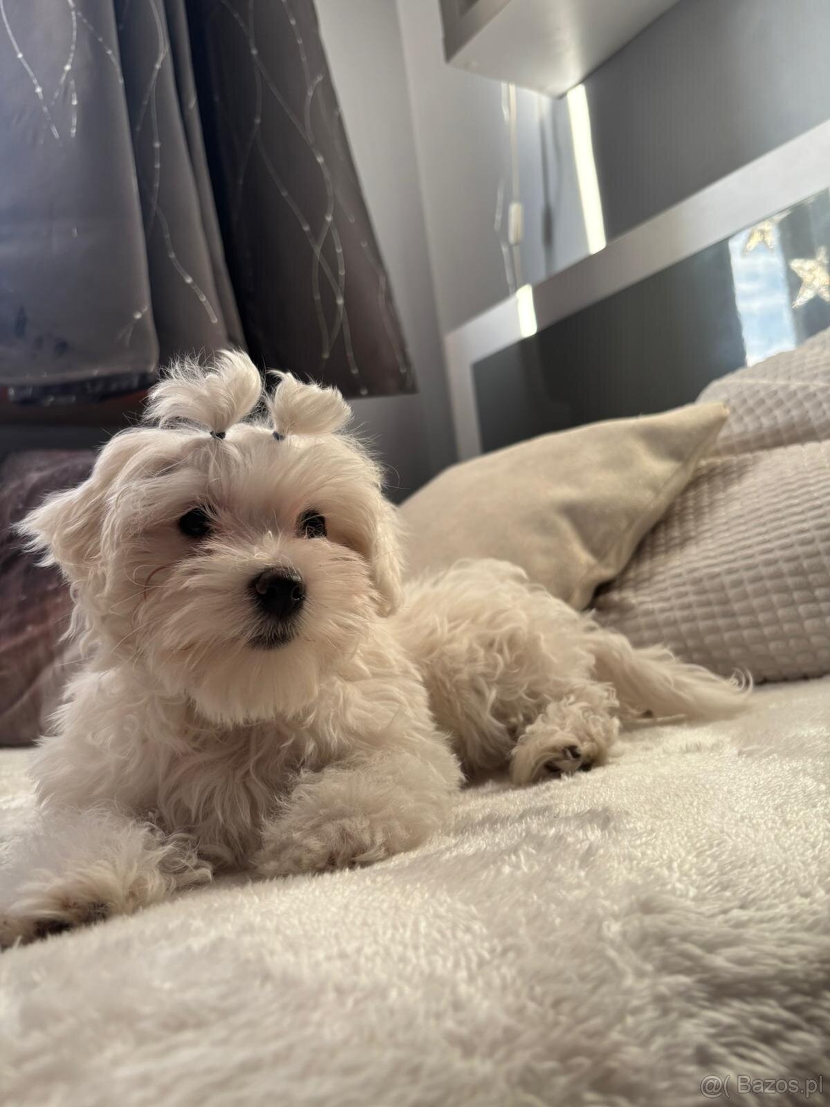 Szczeniaki maltańczyk - 3