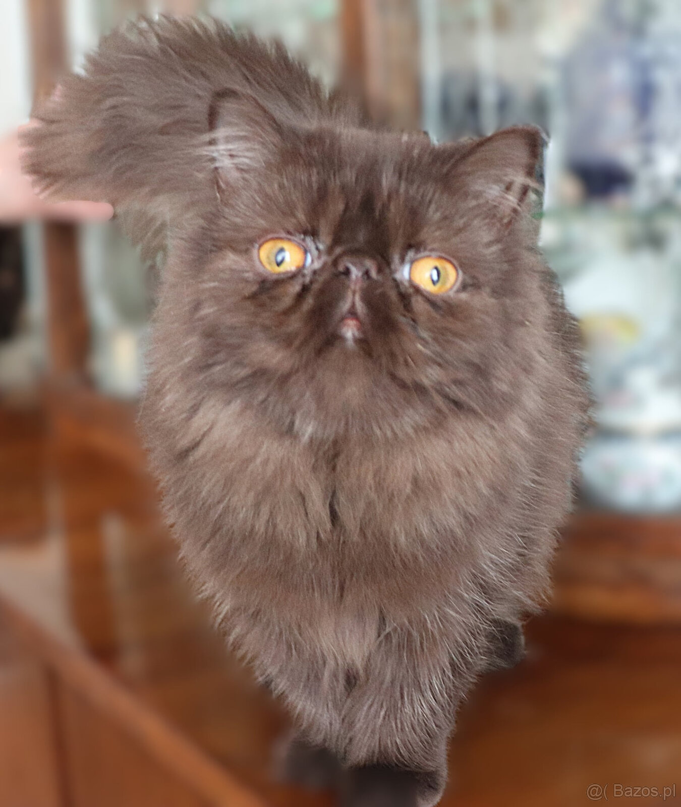 Kocięta perskie - 3