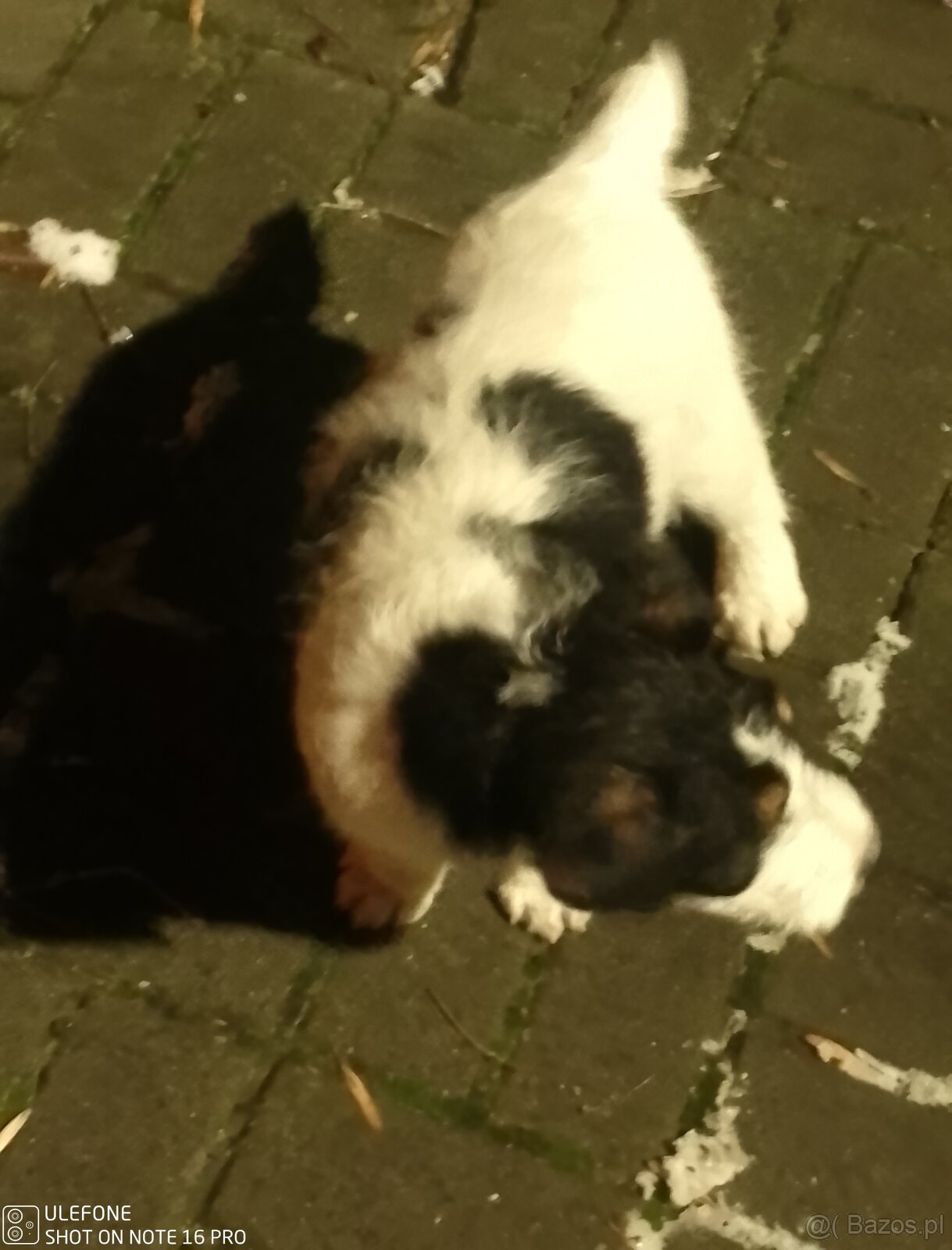 Szczeniak Fox Terier - 3