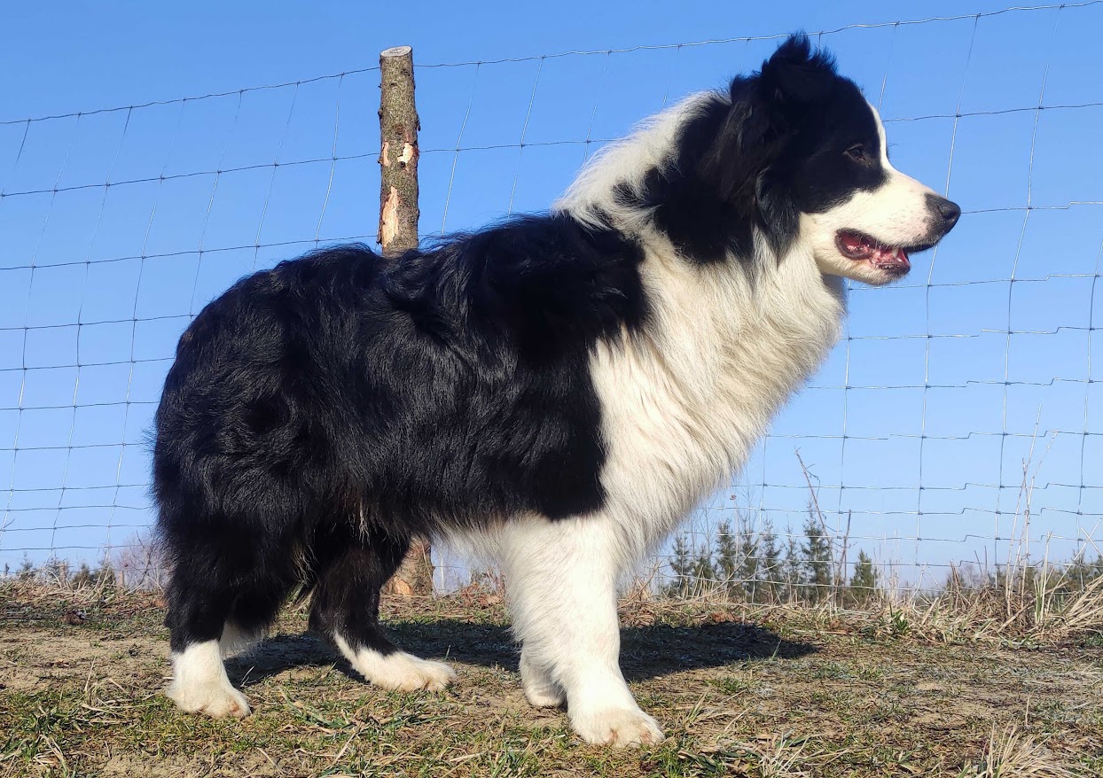 Reproduktor ZKwP FCI - Krycie - Border Collie - 3