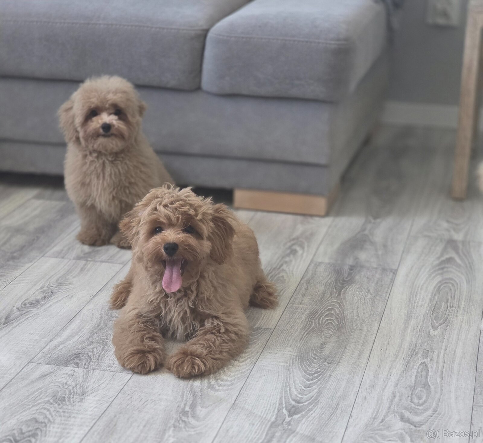 Maltipoo chłopiec - 3