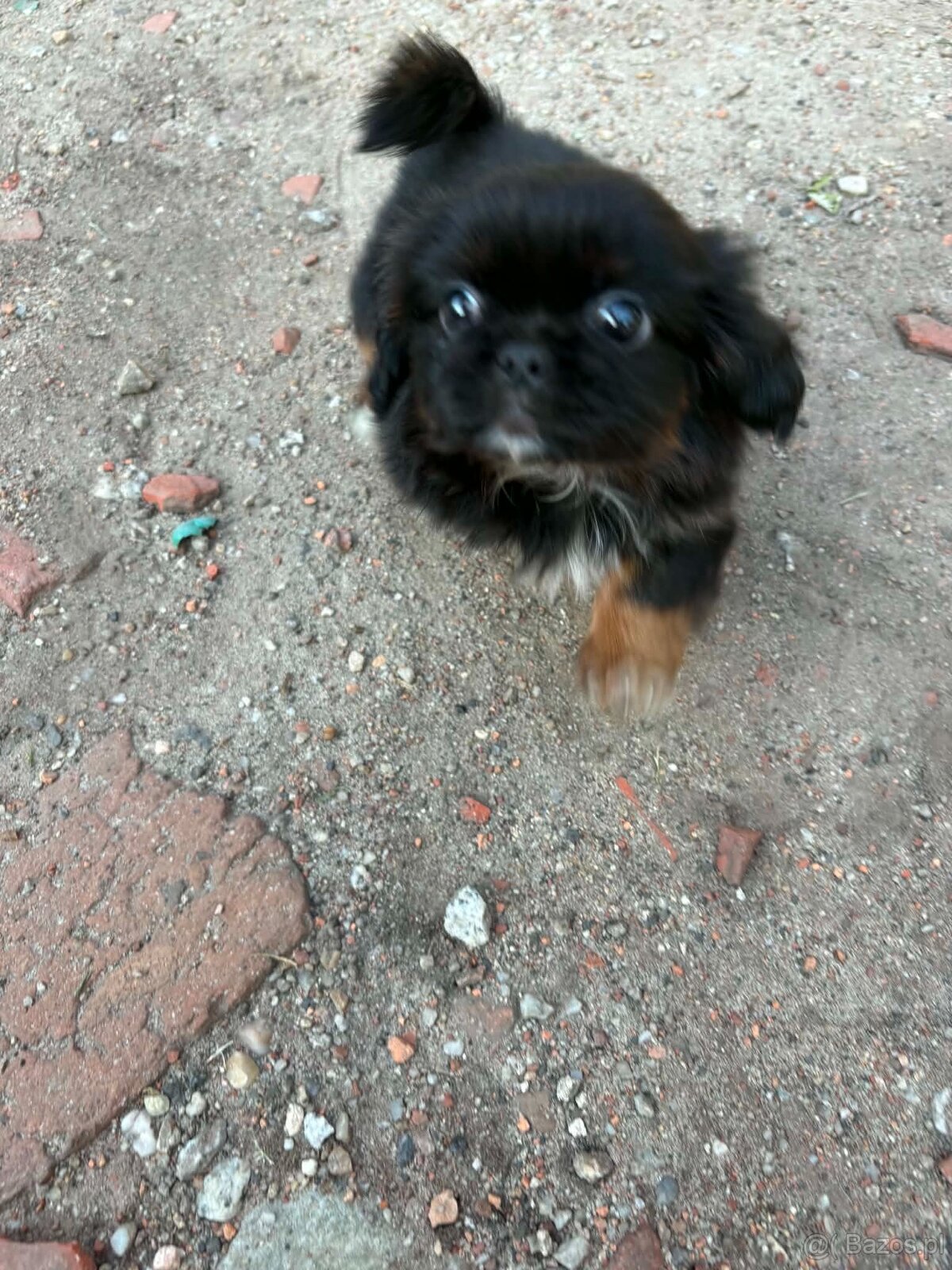 Suczka shihtzu z genem prapso - 3