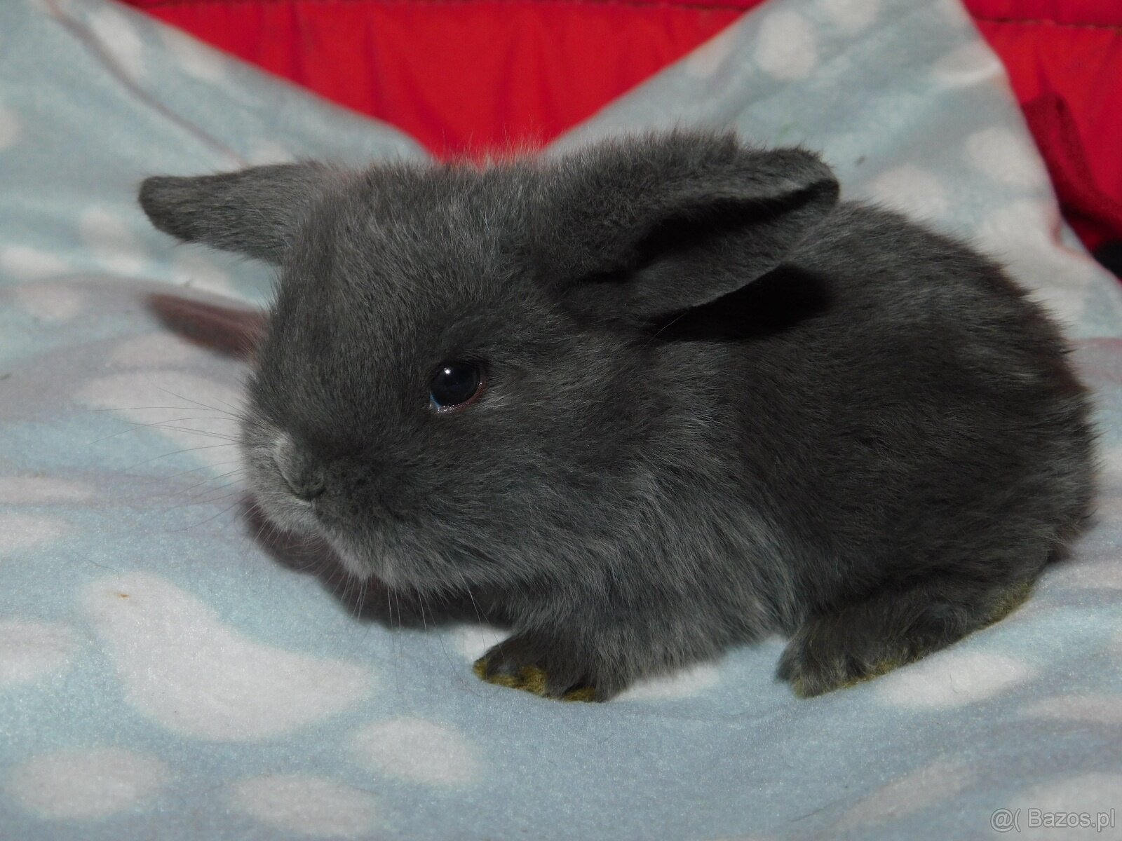 Baranki mini lop - 3