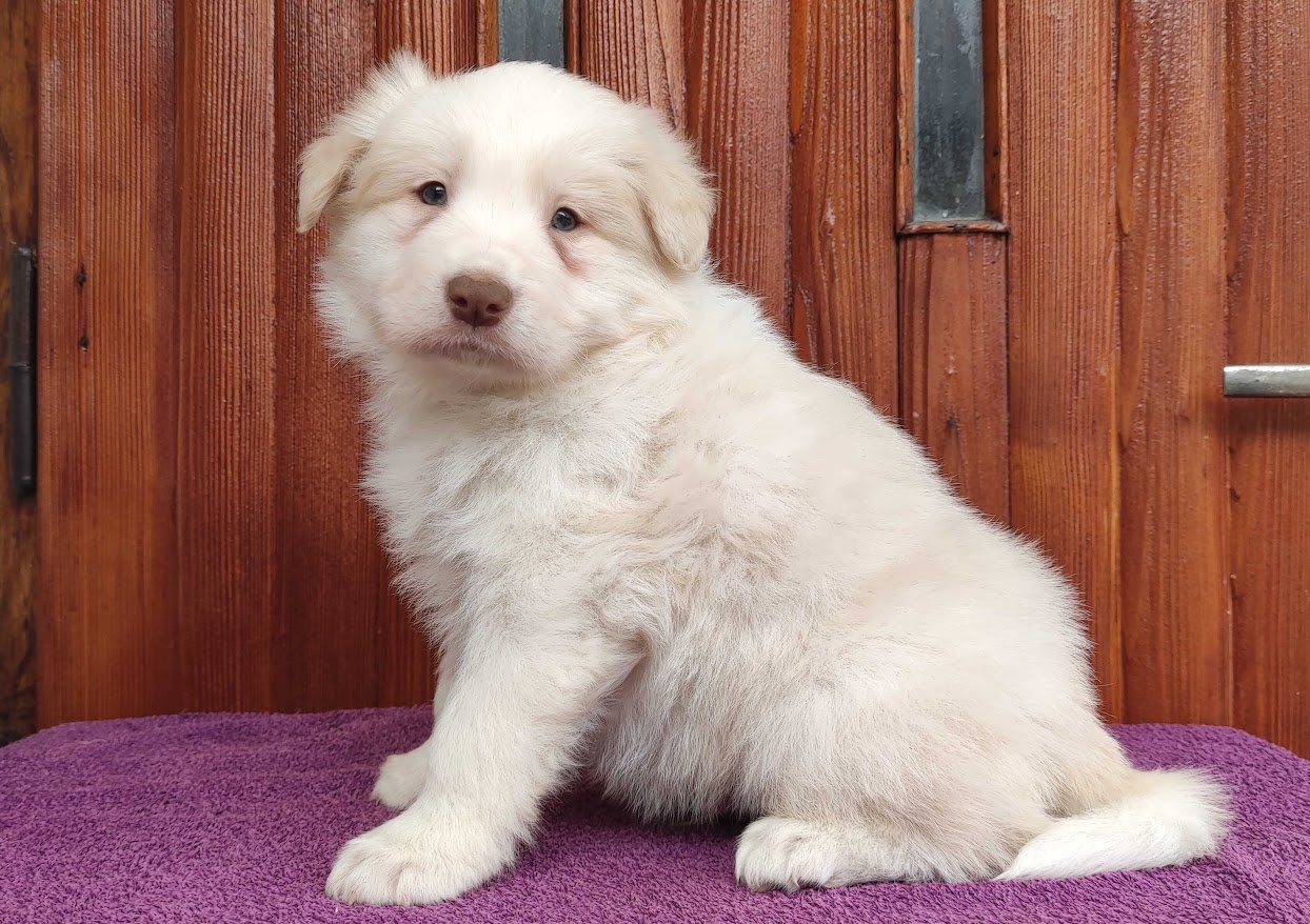 Piękny Biszkopt Border Collie - Rasowy piez z pełną dok. - 3