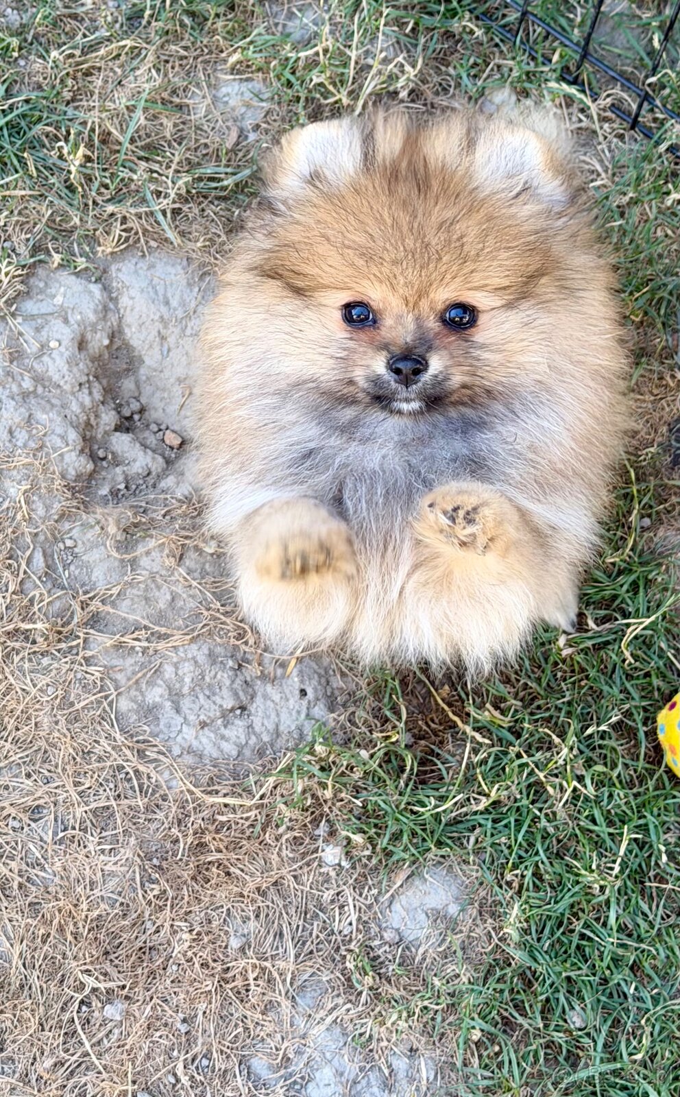 Pomeranian - 3