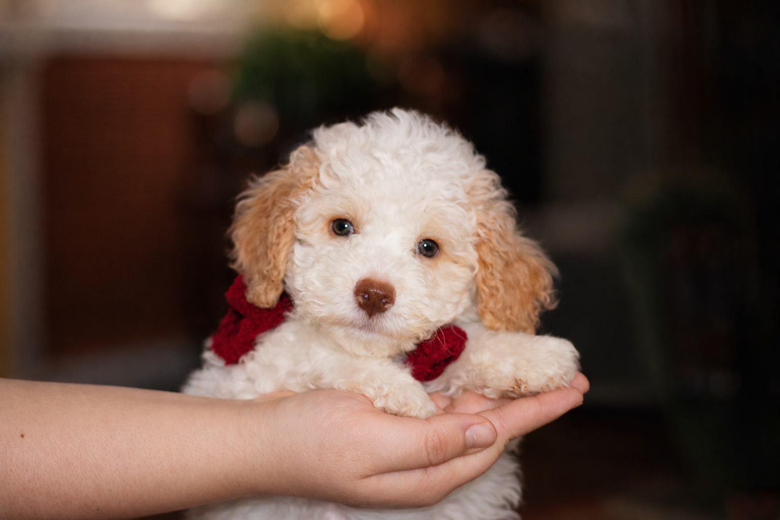 Lagotto Romagnolo z rodowodem – suczka - 3