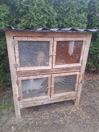 Króliki wraz z klatka - 3