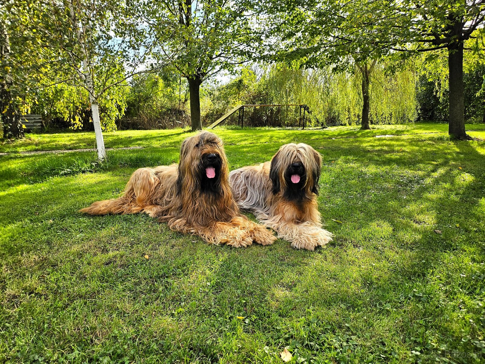 Briard plavý - šteniatka - 3