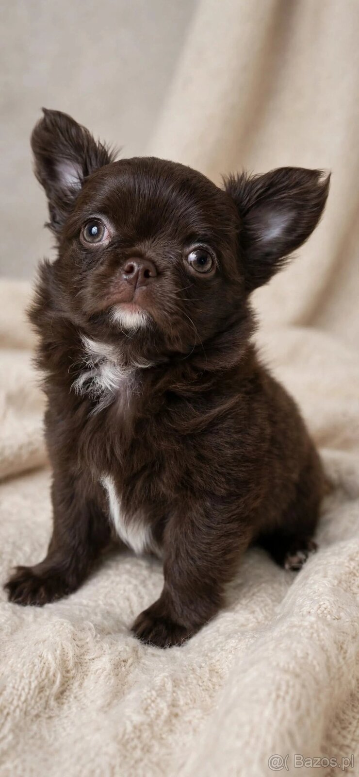 Chiuhuahua długowłosa - 3