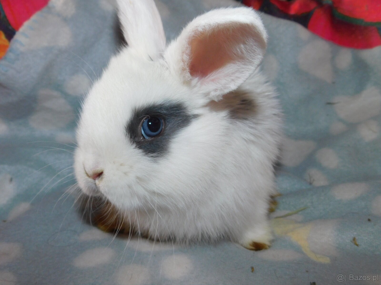 Mini lop baranki - 3