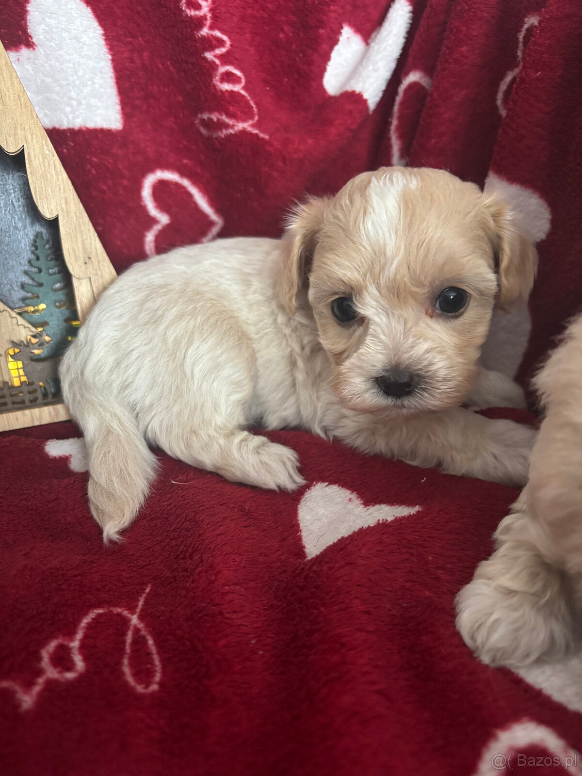 Maltipoo Sunia F1 - 3