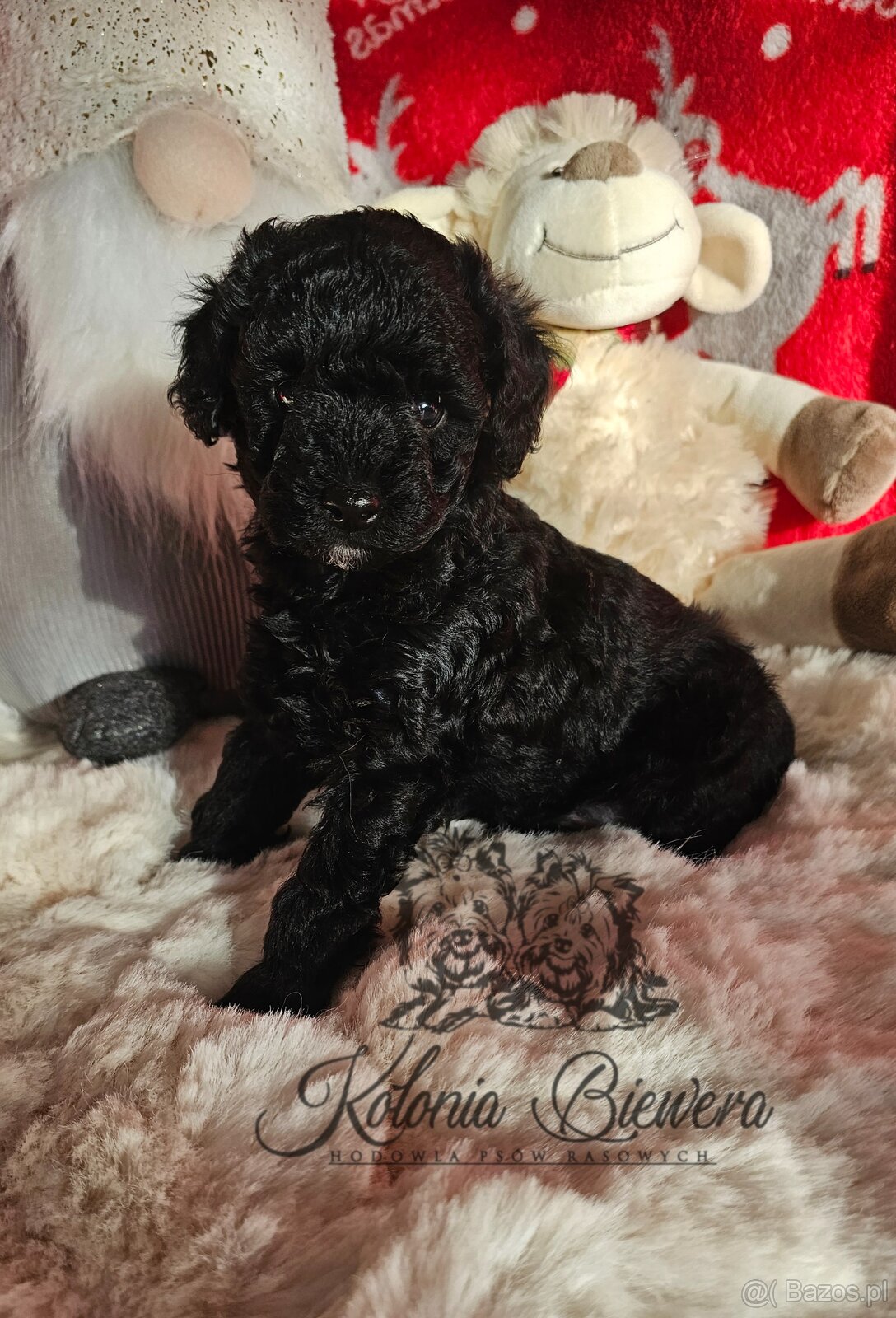 Pudel Toy/Miniaturowy czarny piesek Badania genetyczne Paszp - 3