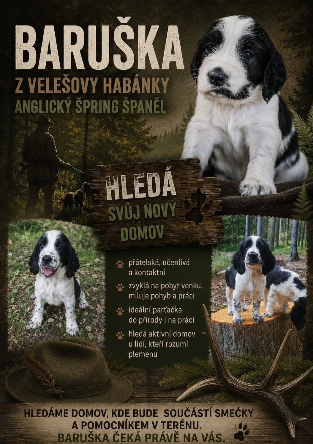 English Springer Spaniel - 3