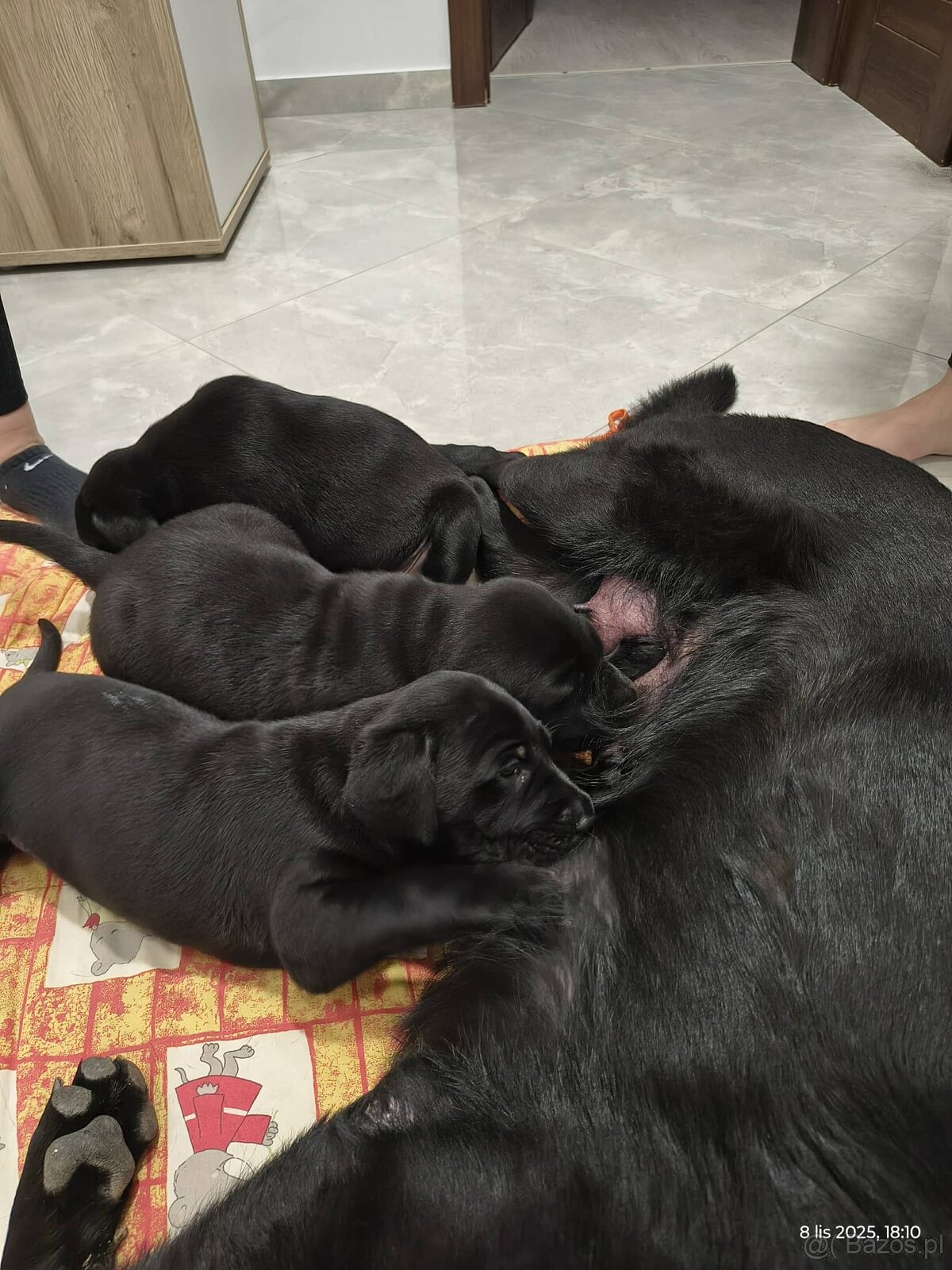 Oddam Szczeniaki - 3