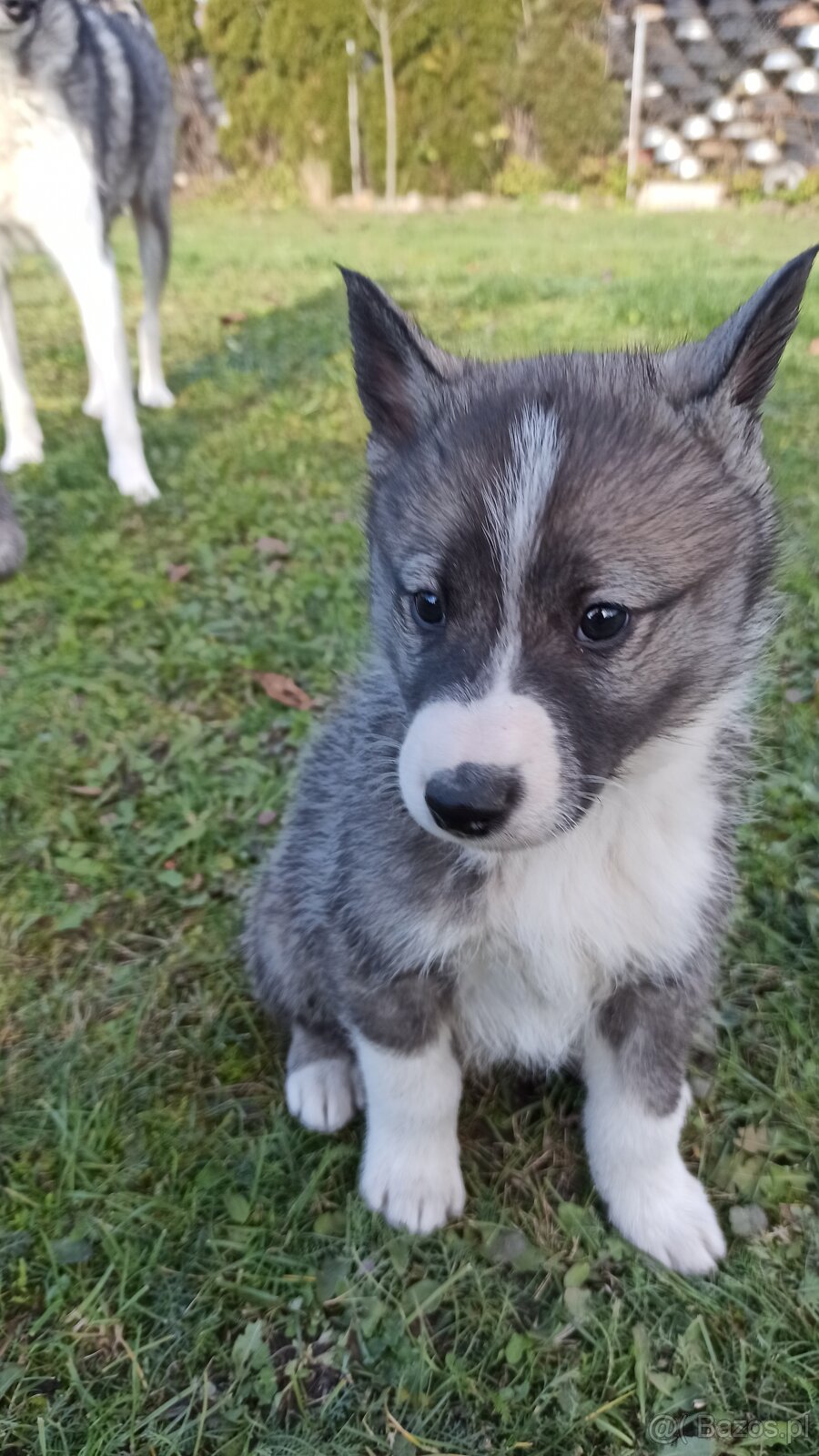 Łajka zachodniosyberyjska - 3