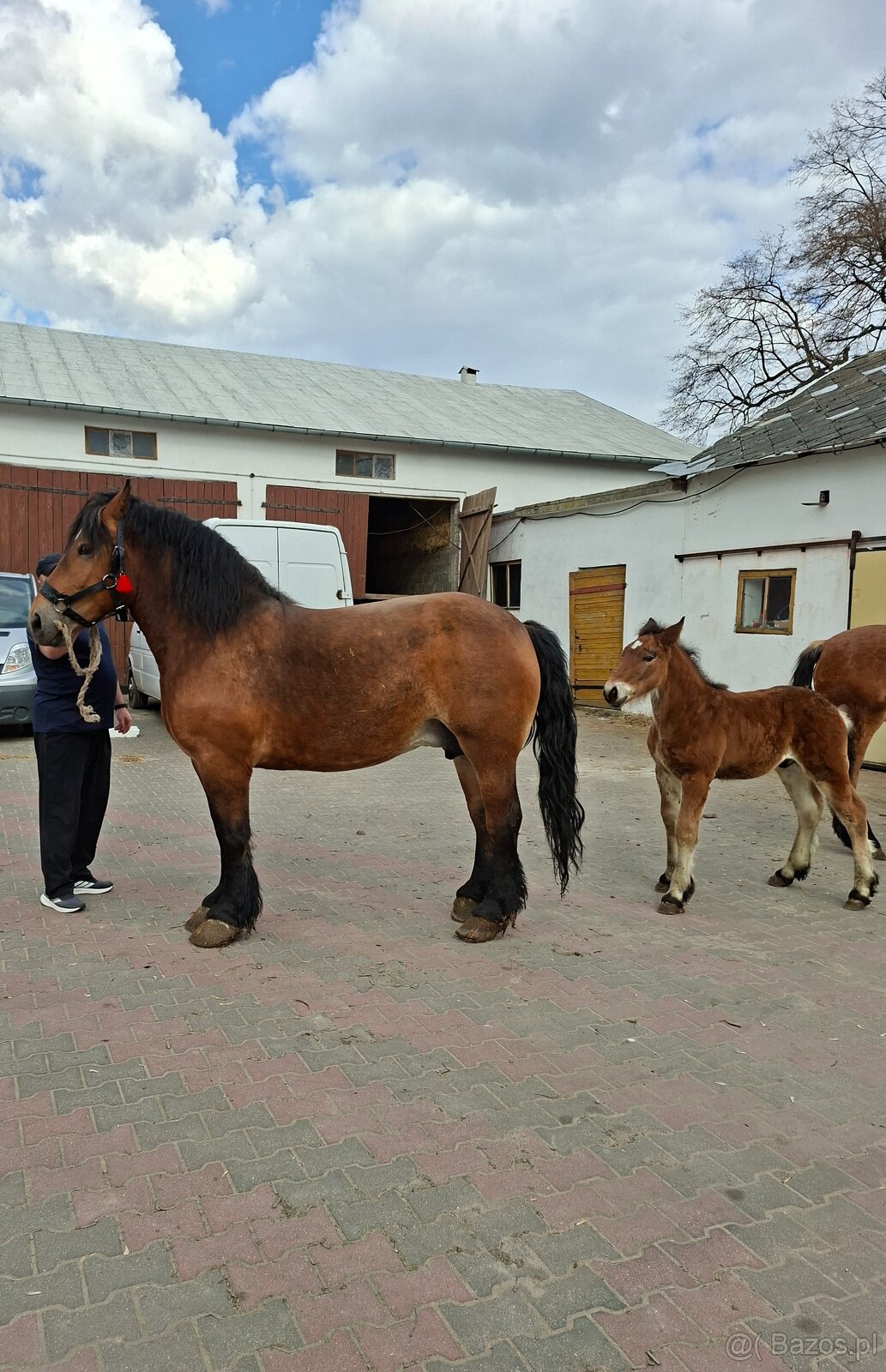 Klacz źrebna ze źrebakiem - 3