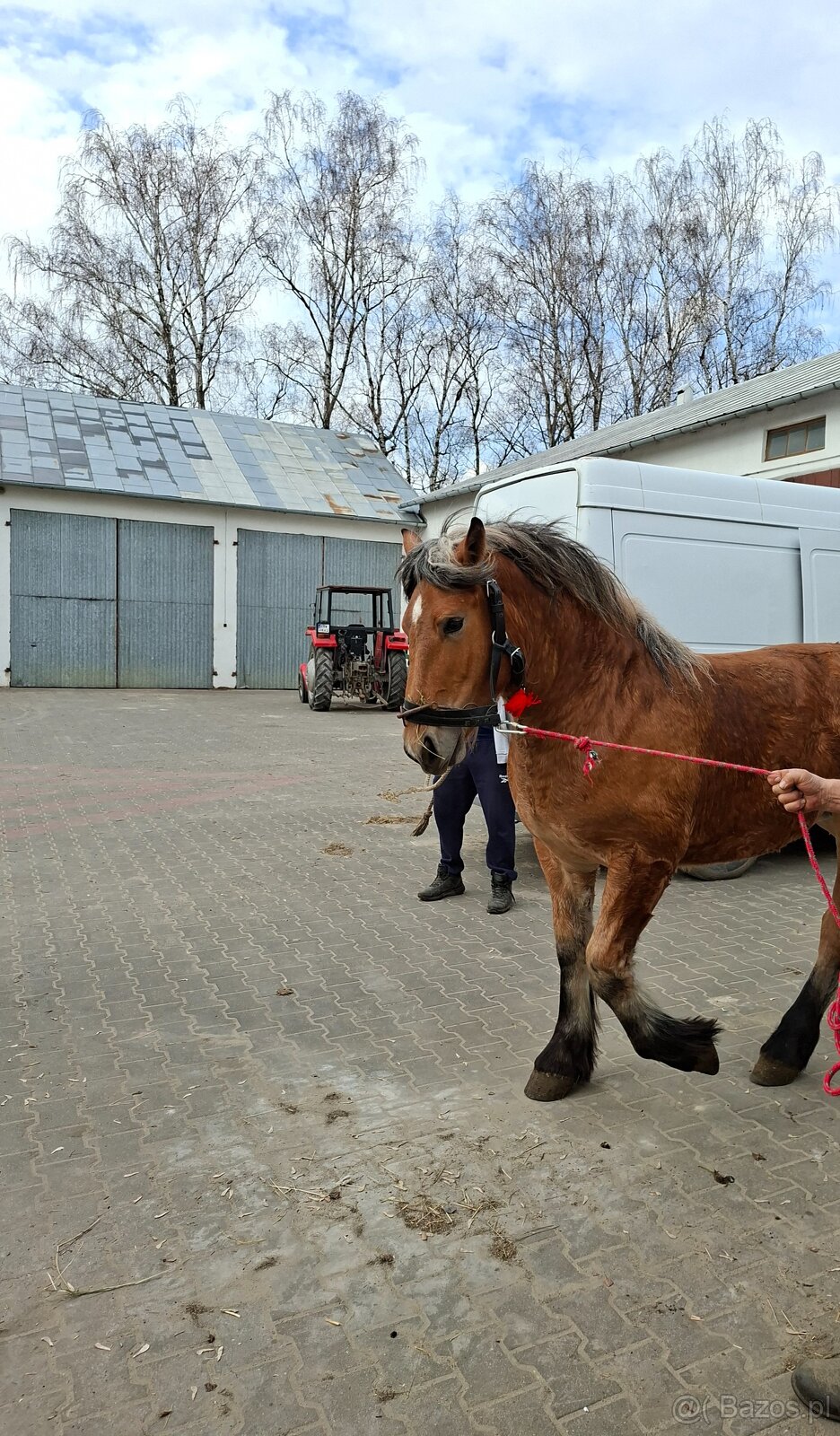 Źrobka roczna kasztanka - 3