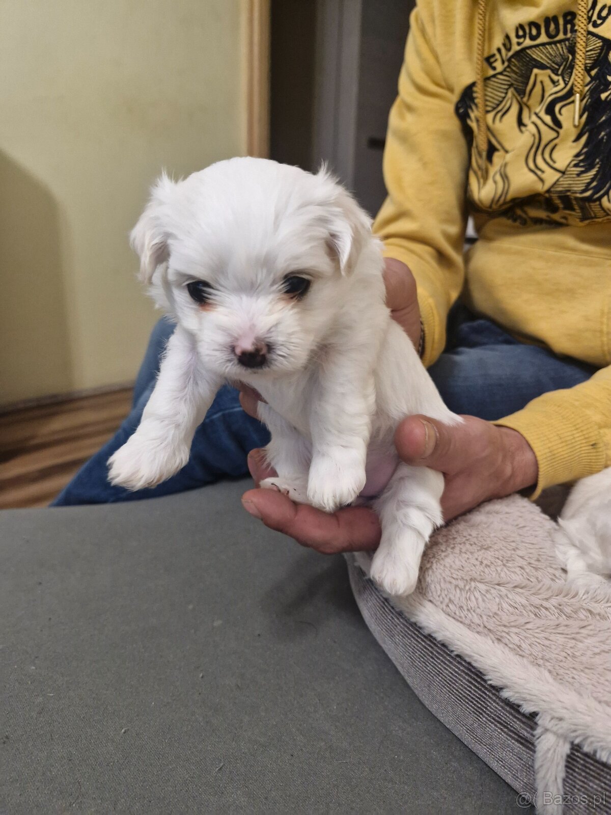 Maltańczyki szczeniaku - 3