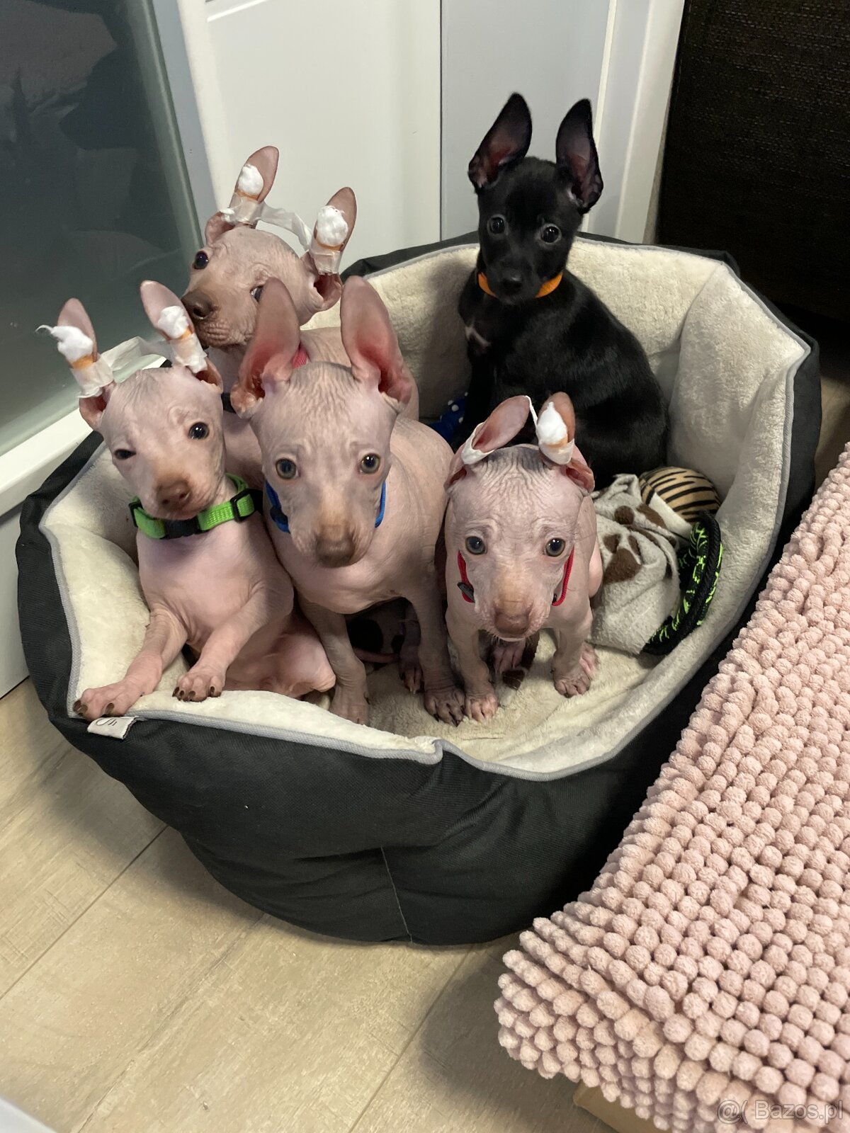 Peruwiański Pies bezwłosy - 3