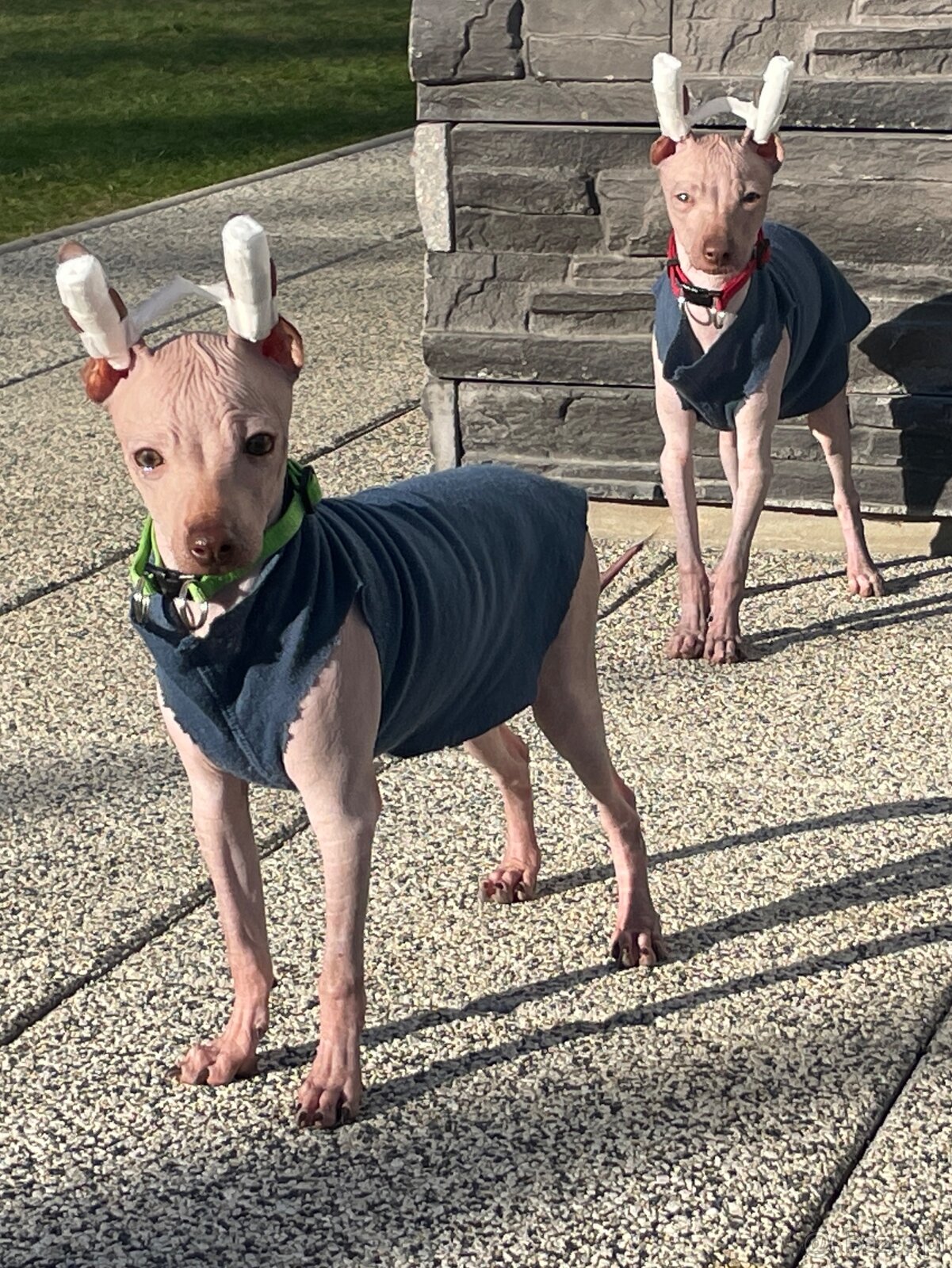 Peruwiański Pies bezwłosy - OSTATNI WOLNY PIES - 3