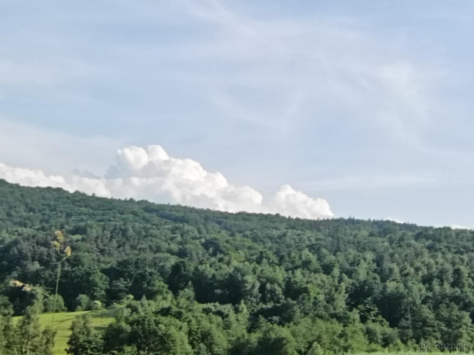 Działki leśne w Lipnicy Dolnej - 6 hektarów - 3