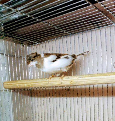 Kanarki arlekiny - 3