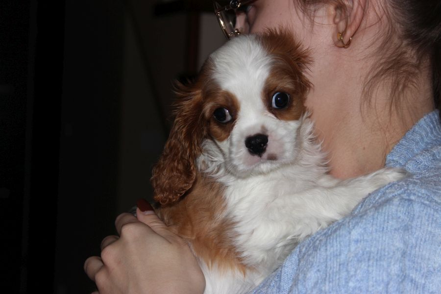 Cavalier King Charles Spaniel szczeniaczki ZKwP po CH.PL. - 3