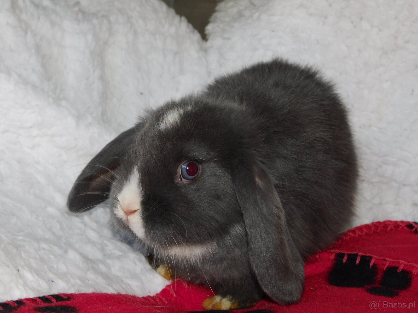 Piękne baranki mini lop niebieskie - 3