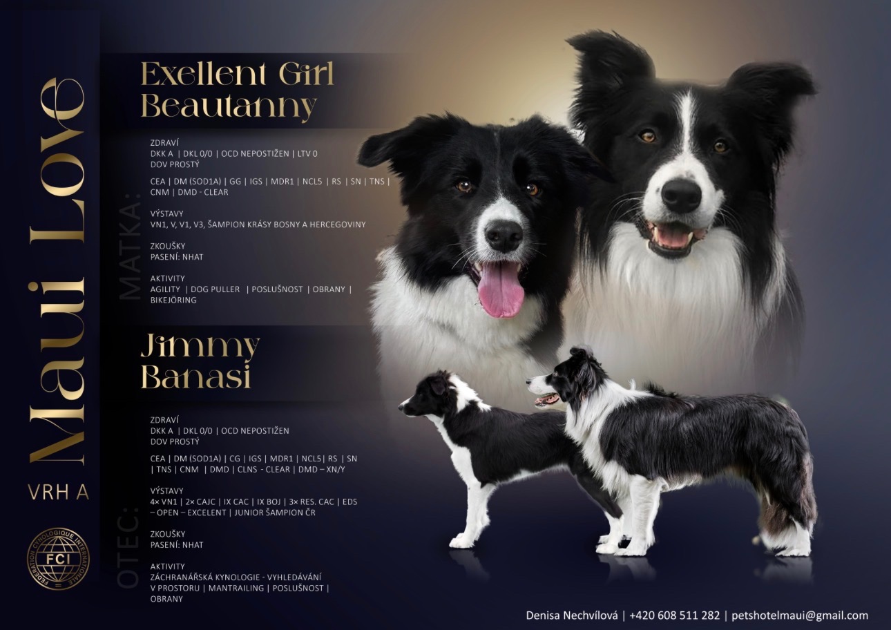 Border Collie z PP /FCI/ szczenięta - 3