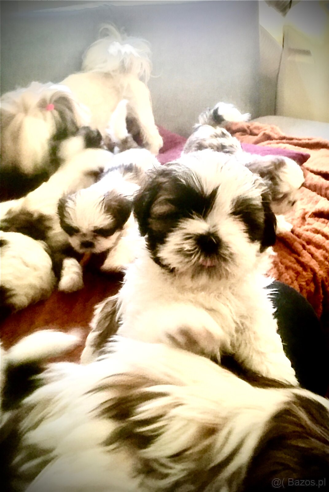 Szczeniaczki shih tzu trikolor - 3