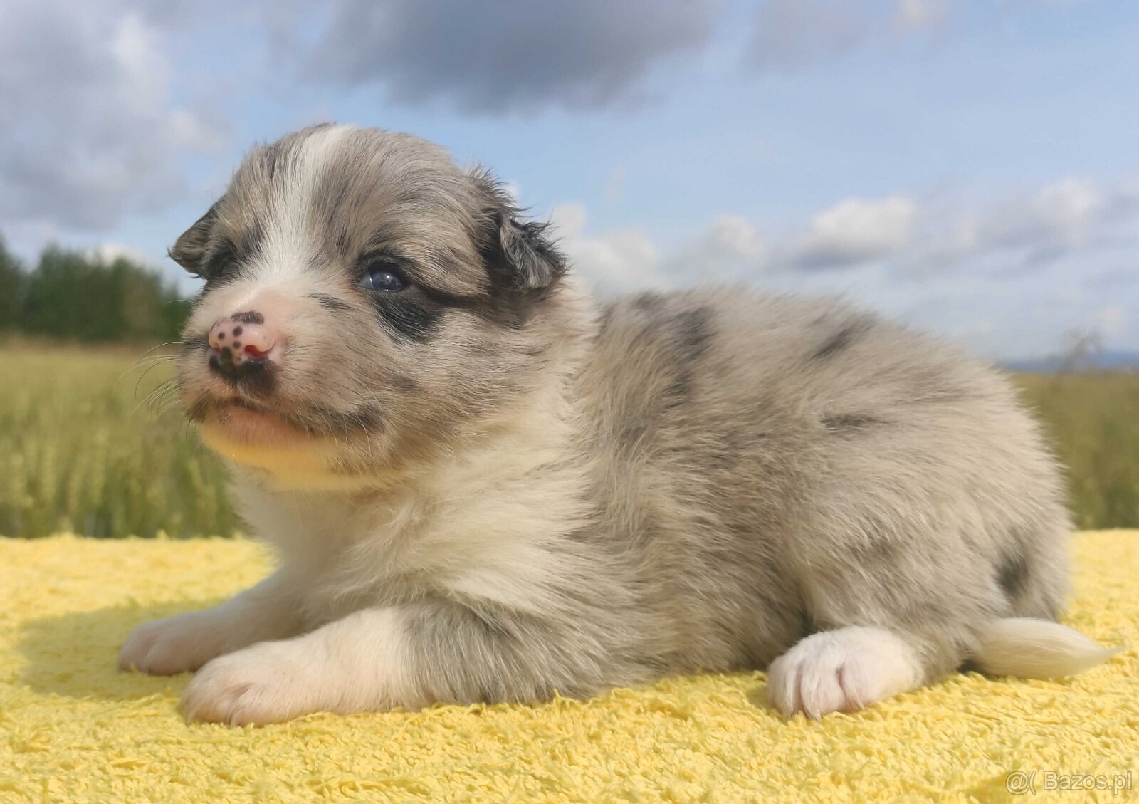 Wspaniała suczka blue-merle BORDER COLLIE - przebadani rodz, - 3