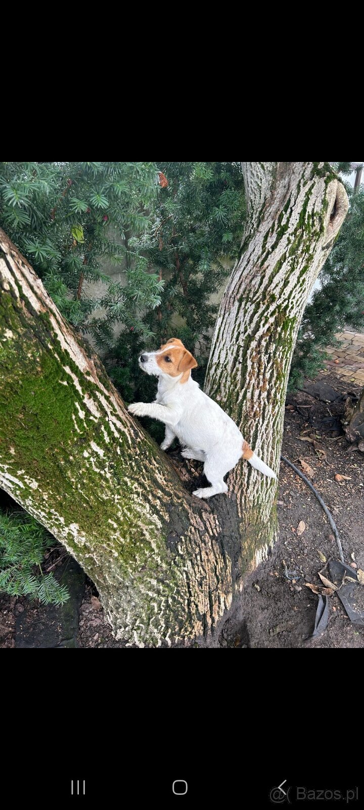 Suczka Jack Russell Terrier - 3