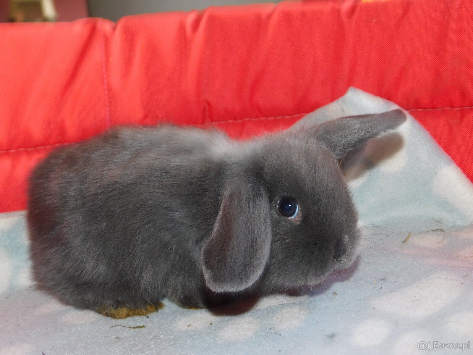 Baranki mini lop - 3