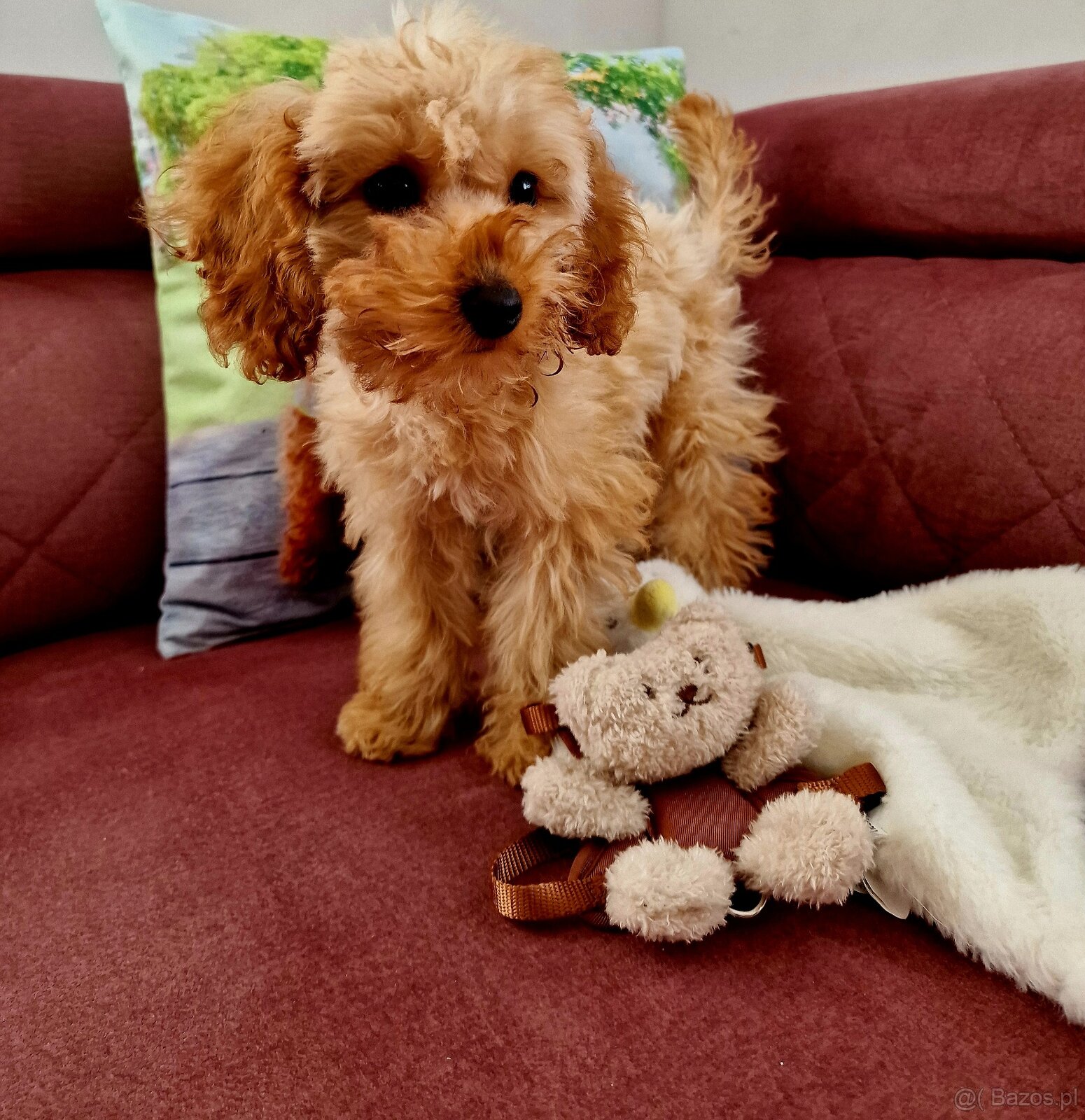 Unikatowy pudelek toy misio - 3