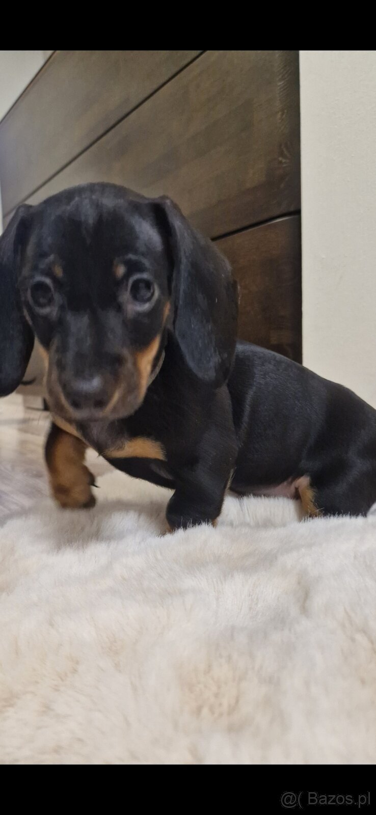 Szczeniak jamnik - 3