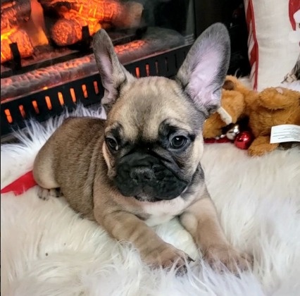 Französische Bulldogge Welpen..+43 678 70413678 - 3