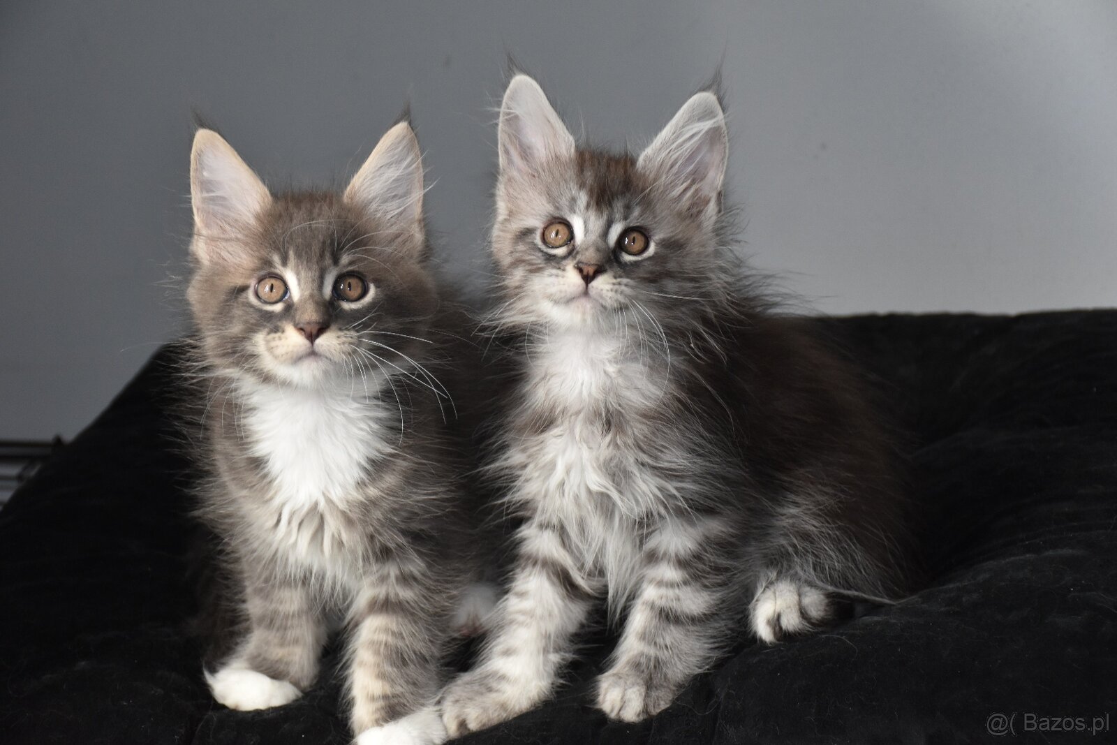 piękne kocięta maine coon - 3