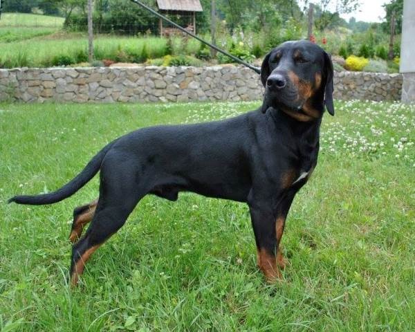 Reproduktory rasy GOŃCZY POLSKI użytkowe zapraszają suczki - 3
